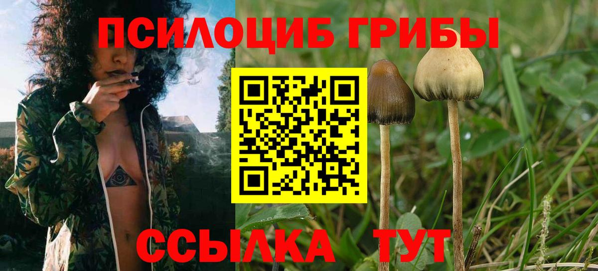 Псилоцибиновые грибы мицелий Печора